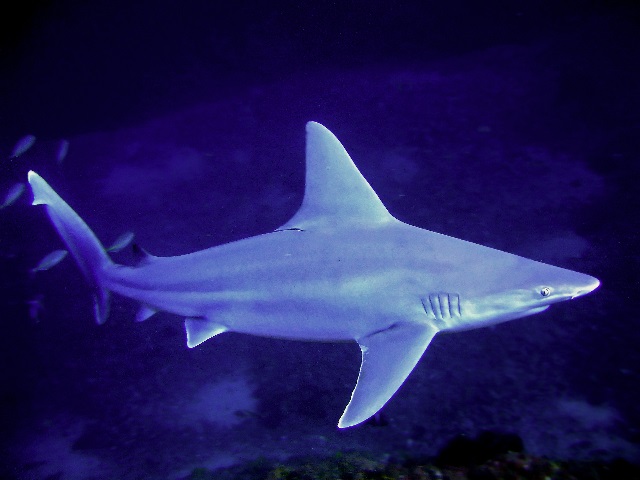 Carcharhinus plumbeus (Squalo grigio)